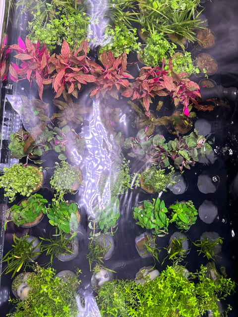 Betta Plant Pack