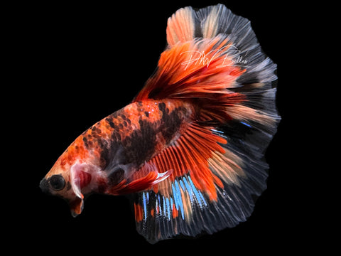 Marble Halfmoon Male Betta | M2353