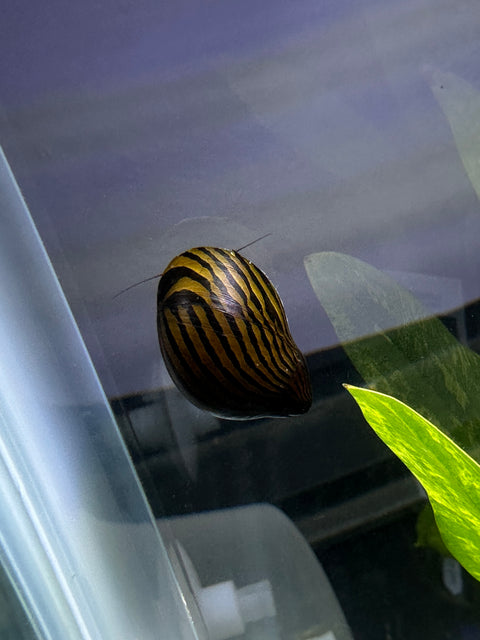 Zebra Nerite Snail