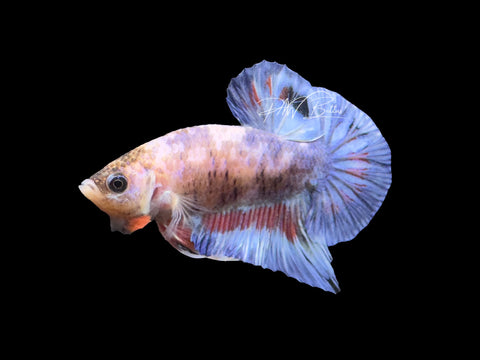 USA Bred | Marble HMPk Male Betta | L11