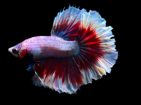 Salamander HM Male Betta | M2172