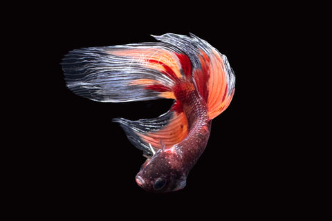 Marble Veiltail Male Betta | M2507