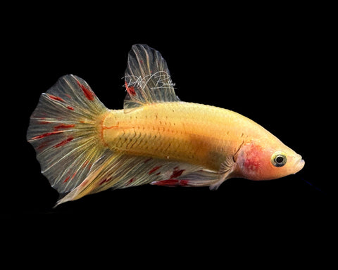 Yellow Vanda HMPK Male Betta | M2191