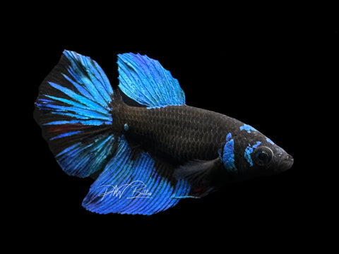 Avatar HM Female Betta | F1598