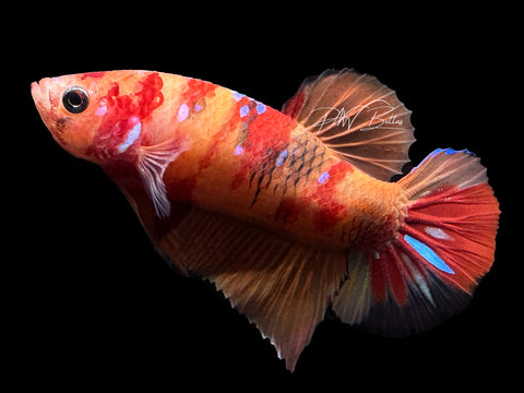 USA Bred | Nemo HMPK Male Betta | L22