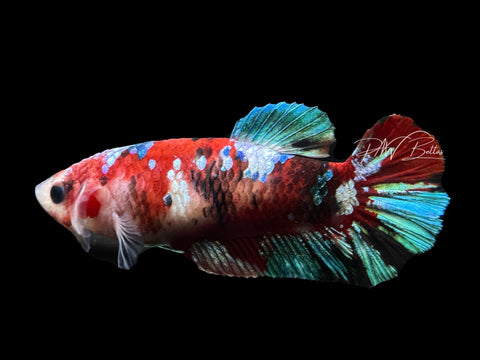 Red Koi HMPK Female Betta | F1656