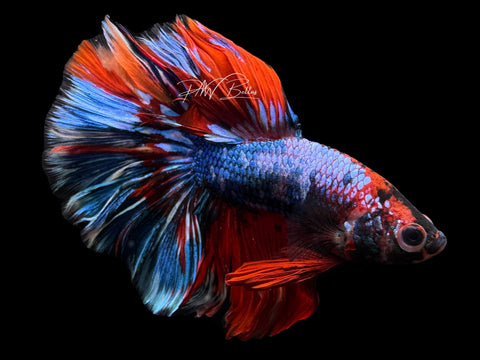 Marble HM Male Betta | M2268