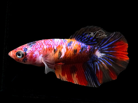 Marble HM Female Betta | F1596