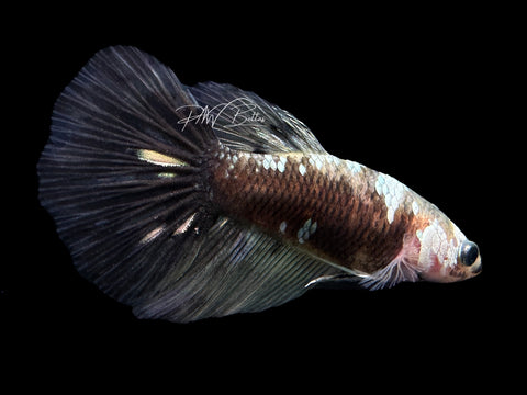 Marble Copper HM Female Betta | F1600