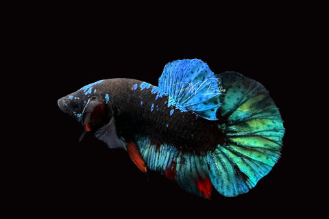 Avatar HMPK Male Betta | M2505