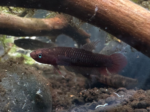 Betta sp. 'Jade'