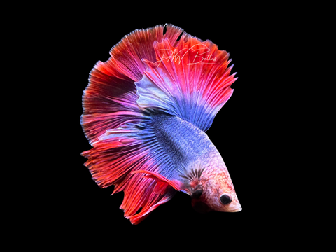 PNW Bettas – PNW Bettas