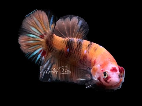 USA Bred | Nemo Galaxy HMPK Male Betta | L20