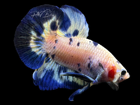 Blue Marble HMPK Male Betta | M2289