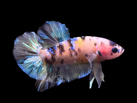 Yellow Koi HMPK Male Betta | M2096