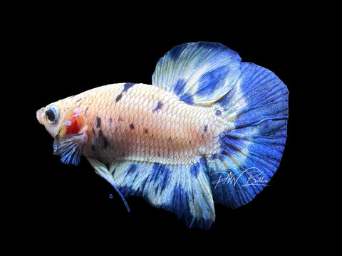 Blue Marble HMPK Male Betta | M2289