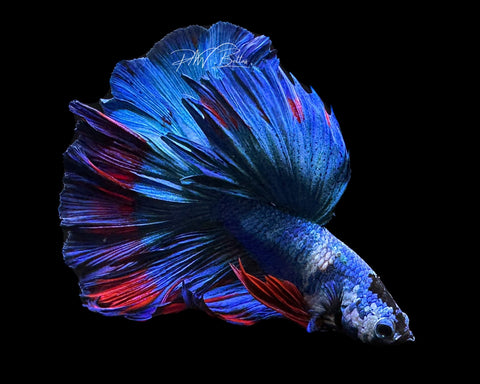 Marble HM Male Betta | M2193a