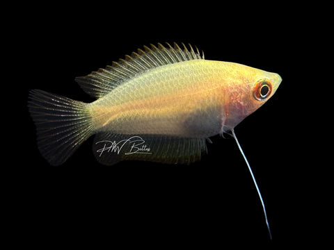 Honey Gourami | Trichogaster chuna