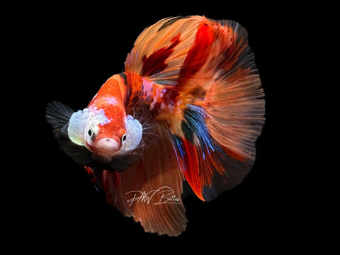 Candy HM Male Betta | M2171