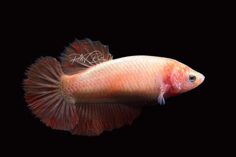 Armageddon HMPK Female Betta | F1658