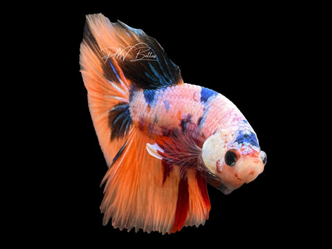 Orange Candy HM Male Betta | M2292