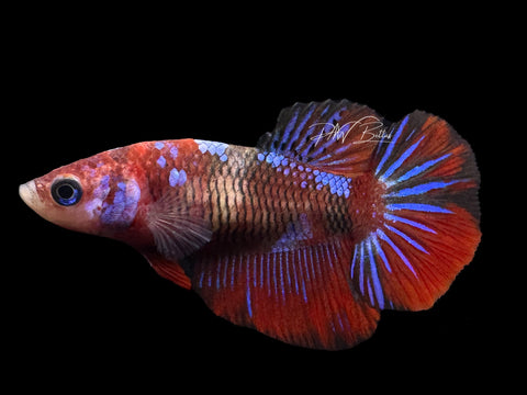 Marble HM Female Betta | F1594a