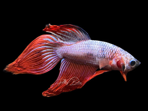 Marble Veiltail Male Betta | M2066