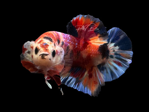 Candy Koi HMPK  Male Betta | M2341