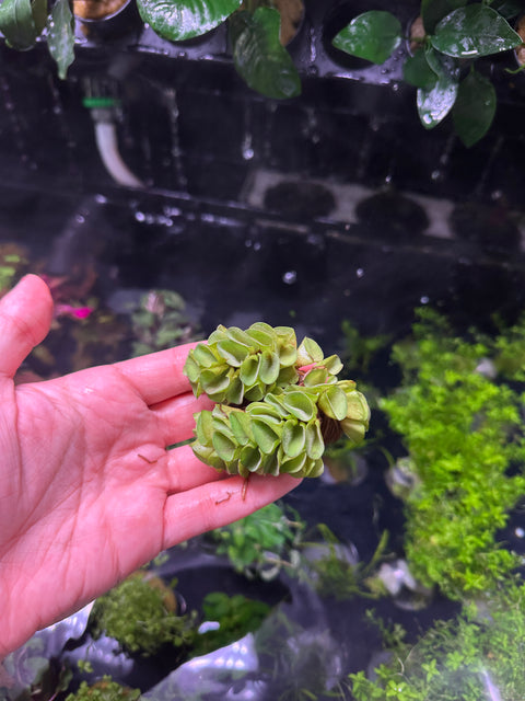 Betta Plant Pack