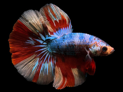 Marble Halfmoon Male Betta | M2384