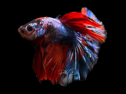 Marble HM Male Betta | M2268