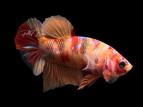 USA Bred | Nemo HMPK Male Betta | L22