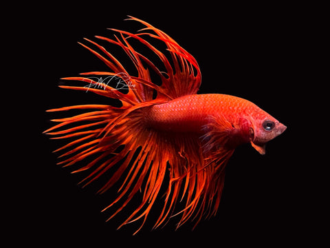 Super Red CT Male Betta | M2199