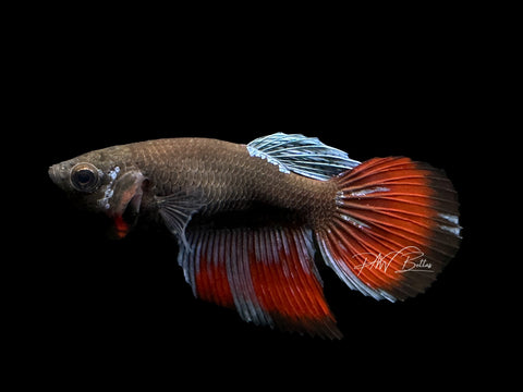 Blacklight Veiltail Female Betta | F1585