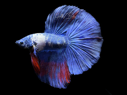 Marble Halfmoon Male Betta | M2205