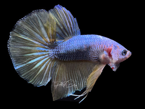 XL Tail Bi-Color HMPK Male Betta | M2336