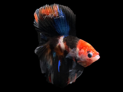 Koi DTHM Male Betta | M2165