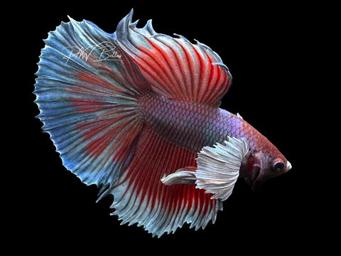 Bi-Color Dumbo HM Male Betta | M2317