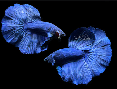 Royal Blue Halfmoon Male Betta