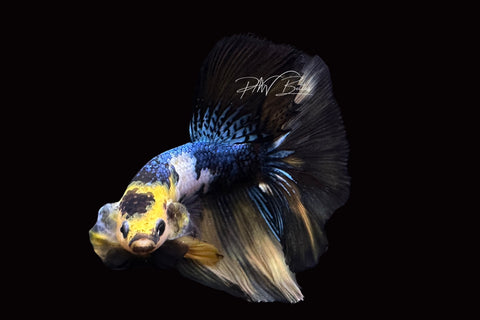 Yellow Koi Halfmoon Male Betta | M2497