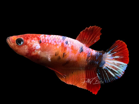 Marble HMPK Female Betta | F1611