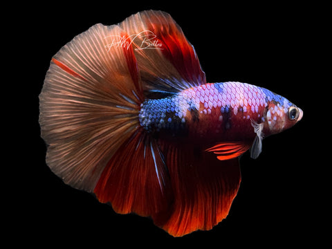 Marble HM Male Betta | M2323