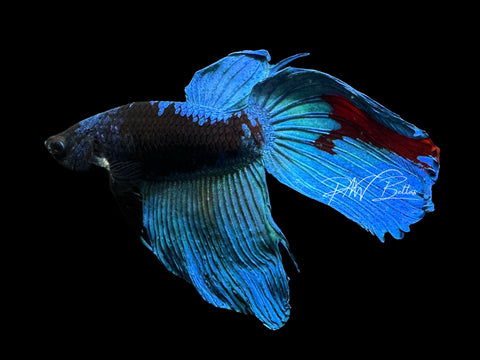 Blacklight Veiltail Male Betta | M2312