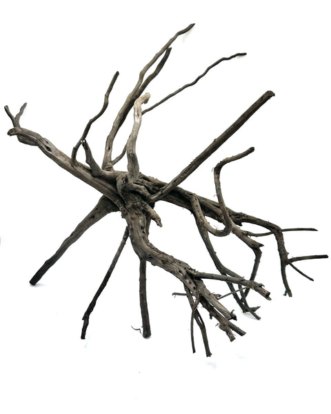 Black Forest Spider Wood