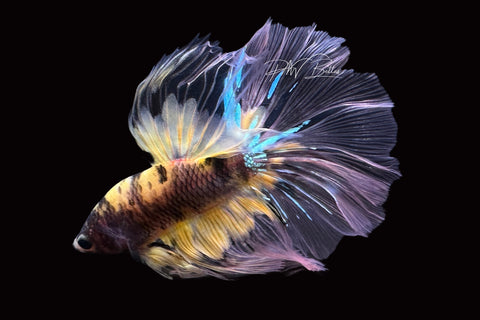 Yellow Koi Halfmoon Male Betta | M2499