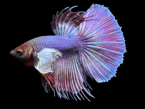 Bi-Color Dumbo HM Male Betta | M2315