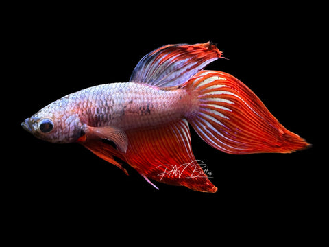 Marble Veiltail Male Betta | M2066