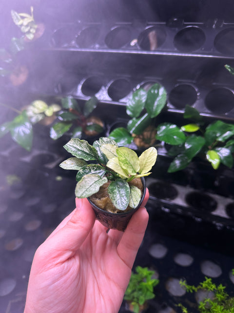 Anubias nana 'pinto' | Potted