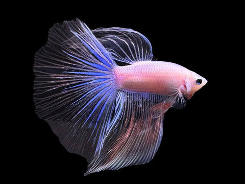 USA Bred | Iridescent Delta Male Betta | L14