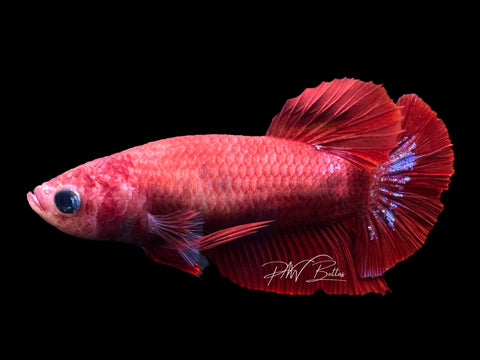 Hellgirl HMPK Female Betta | F1607